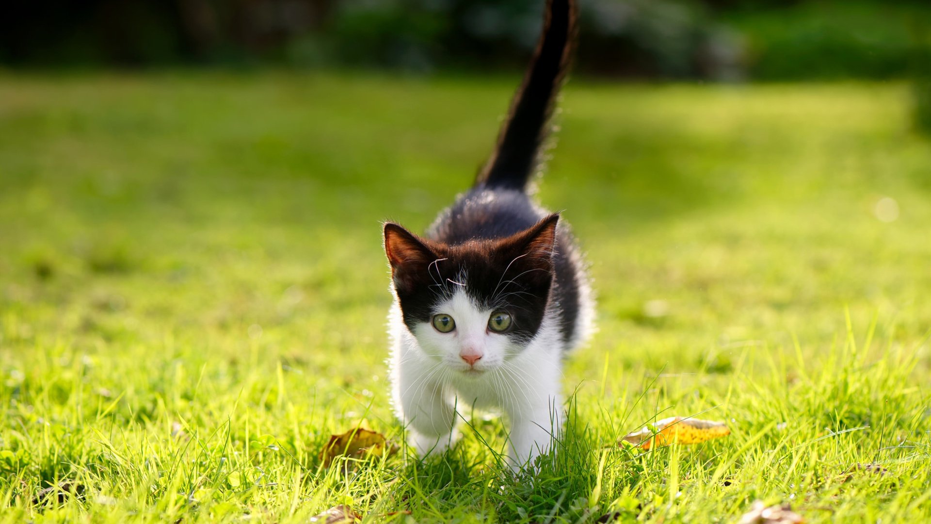 中超联赛数据分析 中国队爆冷成焦点，中超联赛战况