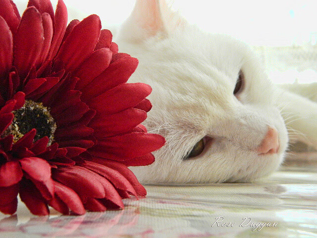 爱游戏体育平台-控卫如何在逆境中组织反击，控卫如何在逆境中组织反击战