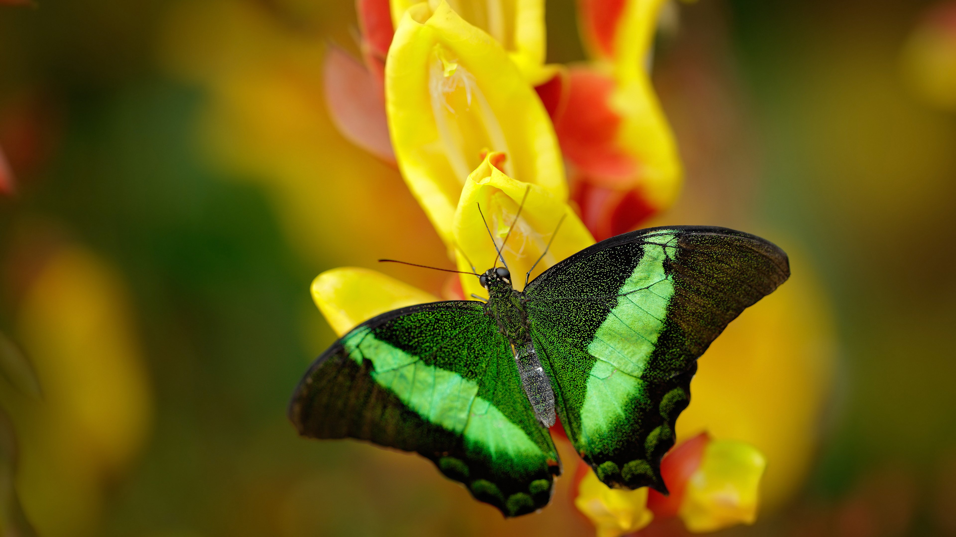 热刺回撤防守及时扼制对手推进节奏，热刺回放