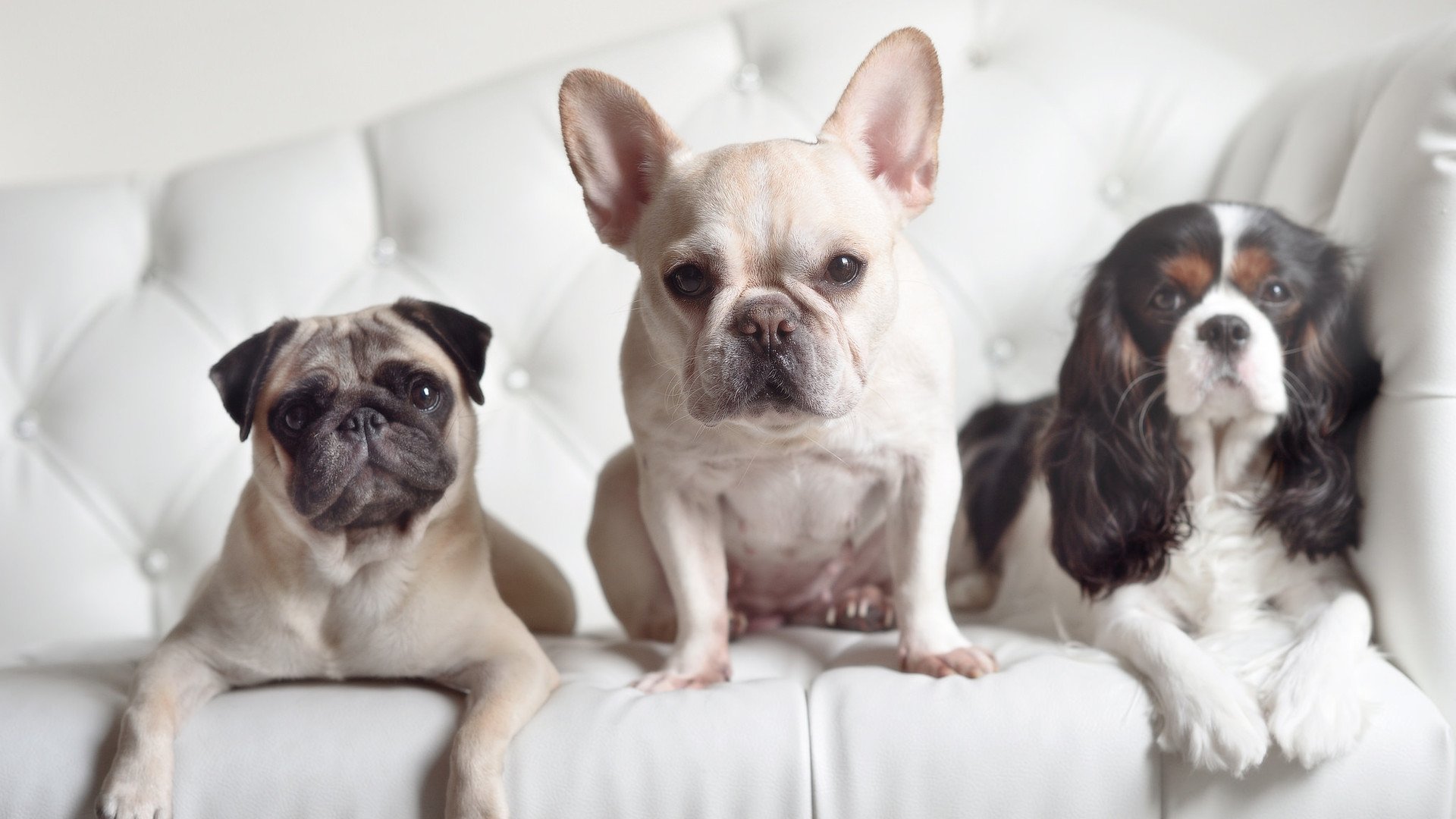 爱游戏在线登录入口-丹·卡特的罚球精准度：全黑队的重要得分来源，丹.卡特