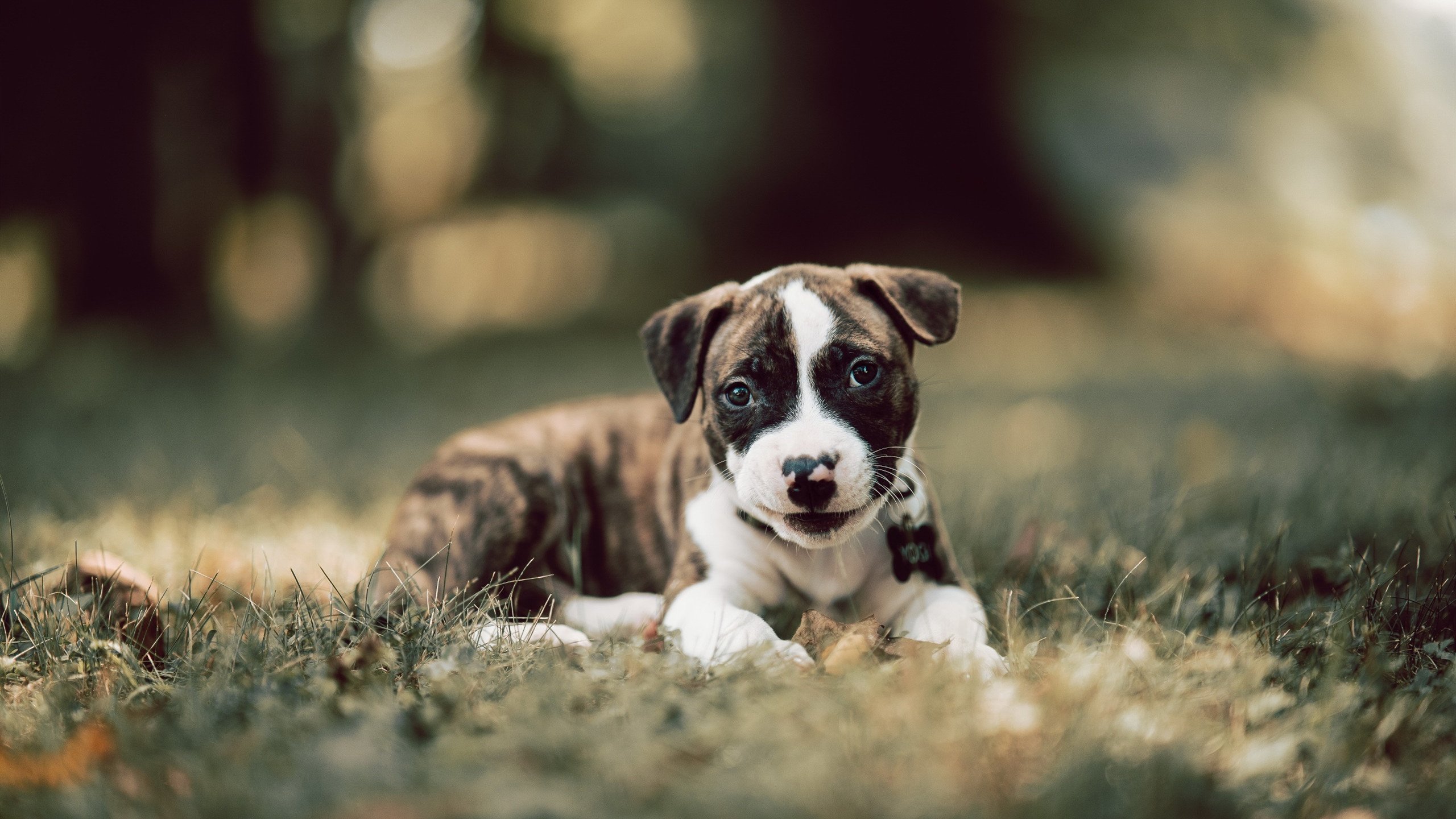 巴黎圣日耳曼再次夺冠,法甲霸主地位稳固