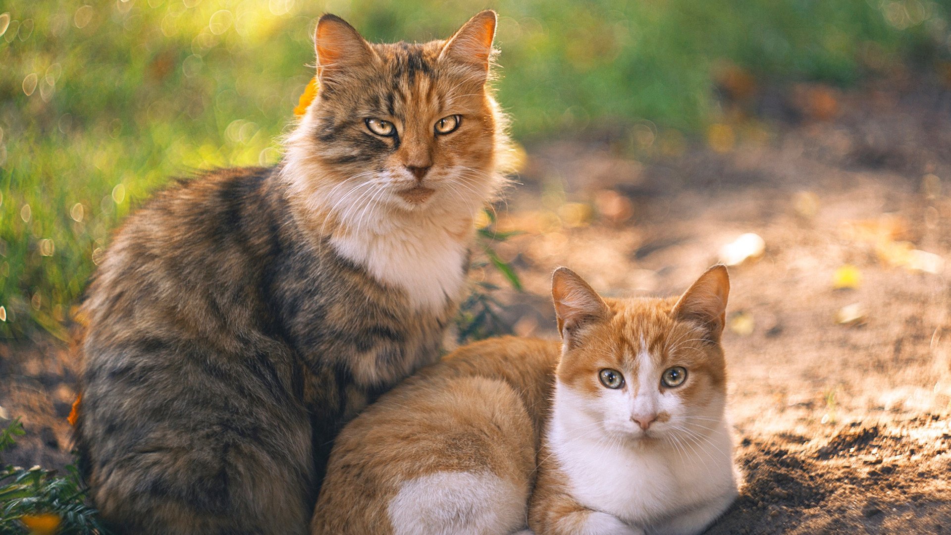 库策决赛精彩瞬间成为焦点,库大赛什么意思