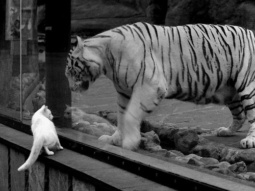 约翰·恩多耶-布鲁阿尔赛场风采尽显未来之星，约什布恩