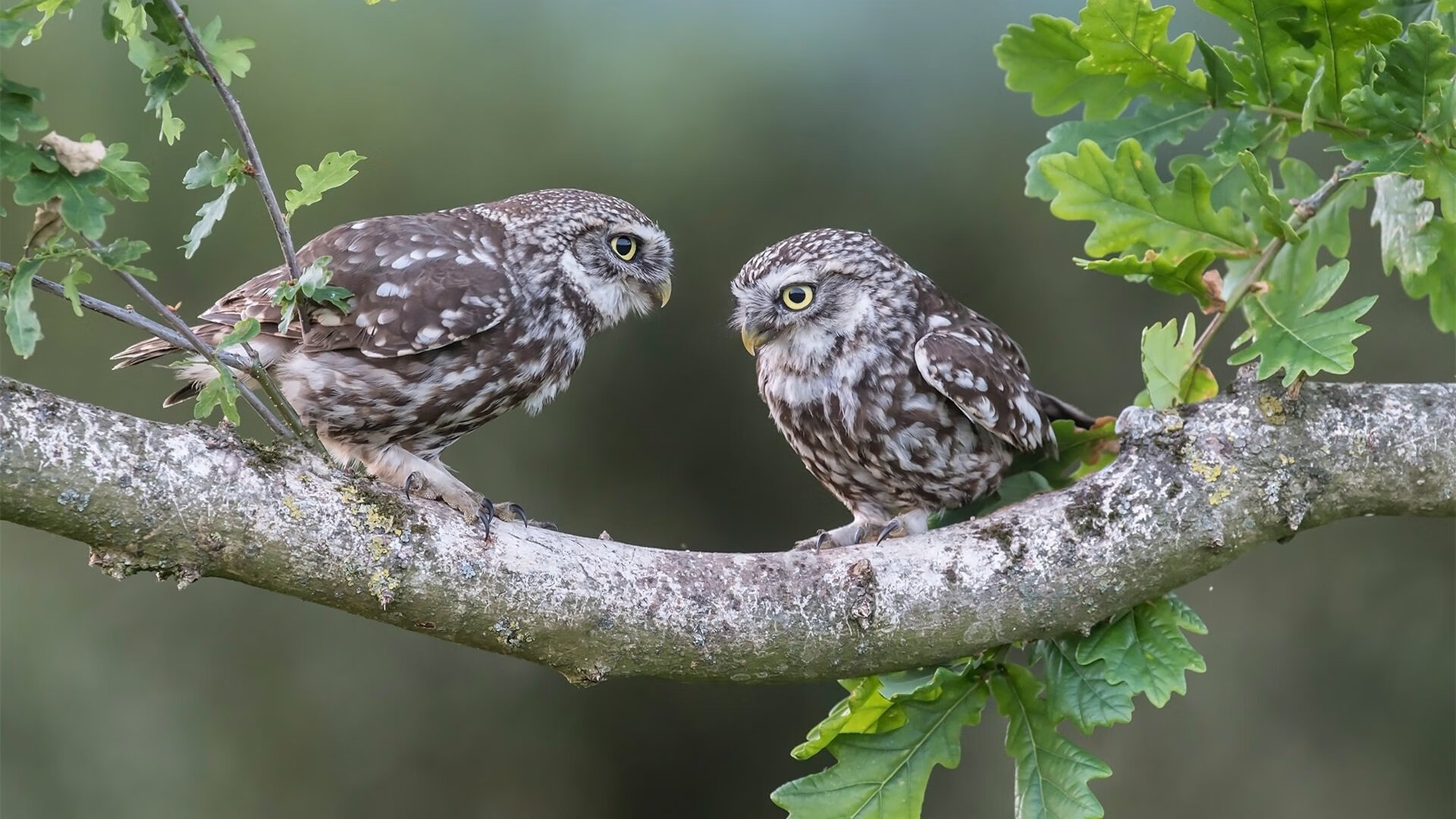 英超终极冲刺:强敌环伺,拼搏到底!,英超传统强队